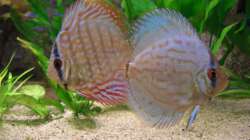 Brillanttürkis und Royal blue im Doppelpack