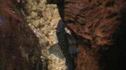 L128 Ancistrinae sp. 3,0 cm