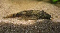 Ancistrus dolichopterus männchen 7cm