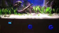 Becken mit Erstbepflanzung am 21.01.2011