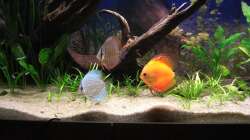 Hier der Marlboro Red, Brillanttürkis und Royal Blue