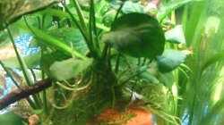 Anubias aufTopfhöhle