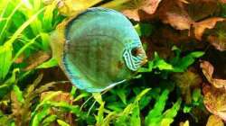 Besatz im Aquarium Mein Diskusbecken (aufgelöst)