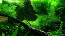 Javafarn mit Riccia kombiniert