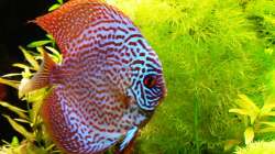 Besatz im Aquarium Mein Diskusbecken (aufgelöst)