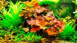 Dekoration im Aquarium Mein Diskusbecken (aufgelöst)