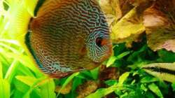 Besatz im Aquarium Mein Diskusbecken (aufgelöst)