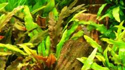 Aquarium Mein Diskusbecken (aufgelöst)