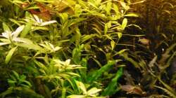 Dekoration im Aquarium Mein Diskusbecken (aufgelöst)