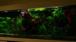 Aquarium Mein Diskusbecken (aufgelöst)