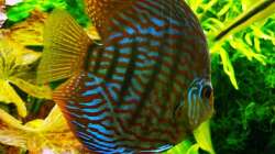 Besatz im Aquarium Mein Diskusbecken (aufgelöst)