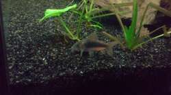 Besatz im Aquarium Niedersachen