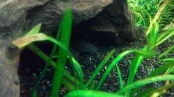 Besatz im Aquarium Niedersachen