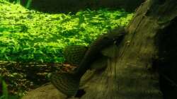 Besatz im Aquarium Niedersachen