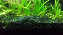 Fischi :D