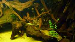 Dekoration im Aquarium Rio Pampo (aufgelöst)