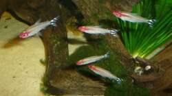 Besatz im Aquarium Rio Pampo (aufgelöst)