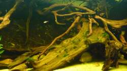 Dekoration im Aquarium Rio Pampo (aufgelöst)