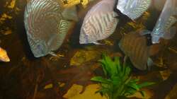 Besatz im Aquarium Rio Pampo (aufgelöst)