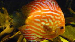 Besatz im Aquarium Rio Pampo (aufgelöst)