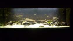 bis 2010 ein Tanganjikabecken