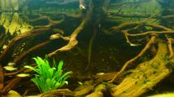 Dekoration im Aquarium Rio Pampo (aufgelöst)