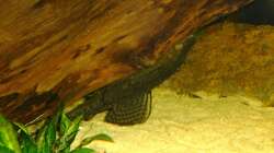 Antennenwels beim Abhängen