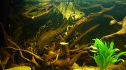 Dekoration im Aquarium Rio Pampo (aufgelöst)