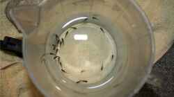 22 x Melanochromis maingano Nachwuchs 1 Tag alt