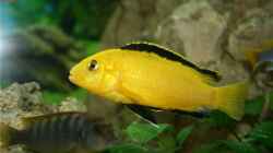 Labidochromis caeruleus `Yellow` Männchen