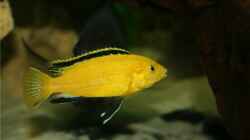 kleines Labidochromis caeruleus `Yellow` Männchen