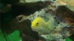 Labidochromis caeruleus `Yellow` Weibchen 
