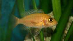 Aulonocara Firefish Weibchen