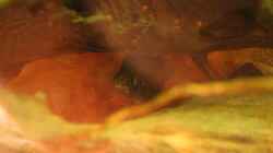 22.06.2013 - Ctenopoma acutirostre, irgendwie zwischen 12 und 15cm groß, fast nur