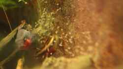 220.06.2013 - Pelvicachromis pulcher, der Bock beim Hüten des 4. oder 5. Wurfes,