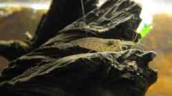 06.02.2011 - Amano-Garnele - Mit Einsatz der Buschfische hat sich deren Existenz