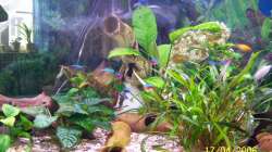 Aquarium Becken 1877