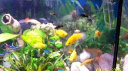 Besatz im Aquarium Becken 1877