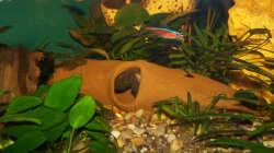 meine beiden Antennenwelse in de Höle