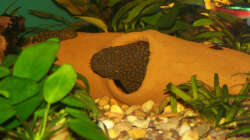 Blauer Antennenwels w