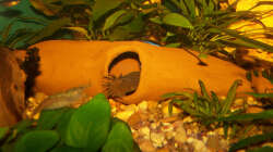 Blauer Antennenwels m