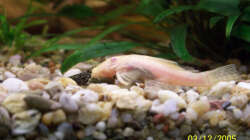 Besatz im Aquarium Becken 1877