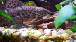 Besatz im Aquarium Becken 1877