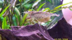 Besatz im Aquarium Becken 1877