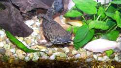 Besatz im Aquarium Becken 1877