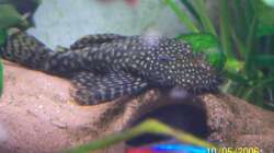 Besatz im Aquarium Becken 1877