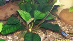 Pflanzen im Aquarium Becken 1877