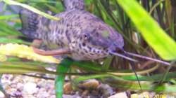 Besatz im Aquarium Becken 1877