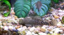 Besatz im Aquarium Becken 1877