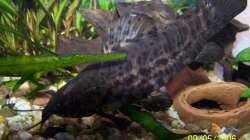 Besatz im Aquarium Becken 1877